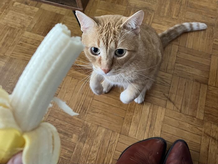 This Traveler Lives In Other People’s Homes By Cat-Sitting Their Cats, And The New Photos Are Adorable (68 New Pics) This Traveler Lives In Other People’s Homes By Cat-Sitting Their Cats, And The New Photos Are Adorable (68 New Pics)