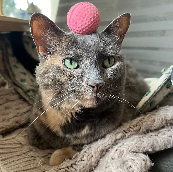 This Traveler Lives In Other People’s Homes By Cat-Sitting Their Cats, And The New Photos Are Adorable (68 New Pics) This Traveler Lives In Other People’s Homes By Cat-Sitting Their Cats, And The New Photos Are Adorable (68 New Pics)