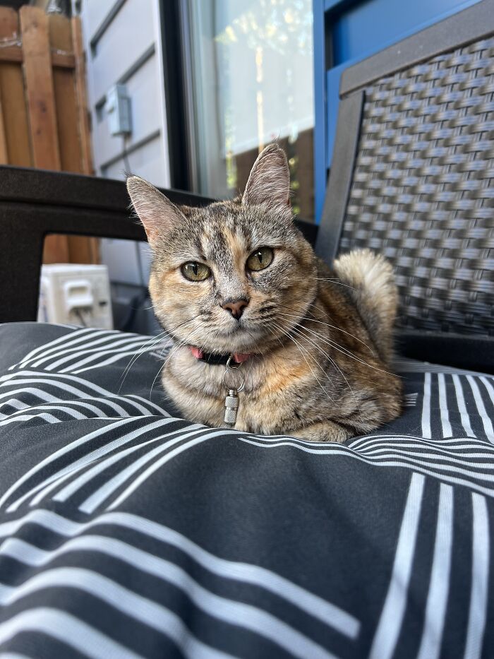 This Traveler Lives In Other People’s Homes By Cat-Sitting Their Cats, And The New Photos Are Adorable (68 New Pics) This Traveler Lives In Other People’s Homes By Cat-Sitting Their Cats, And The New Photos Are Adorable (68 New Pics)