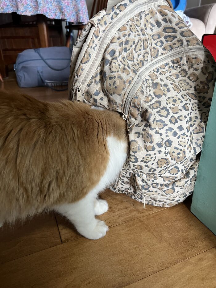 This Traveler Lives In Other People’s Homes By Cat-Sitting Their Cats, And The New Photos Are Adorable (68 New Pics) This Traveler Lives In Other People’s Homes By Cat-Sitting Their Cats, And The New Photos Are Adorable (68 New Pics)