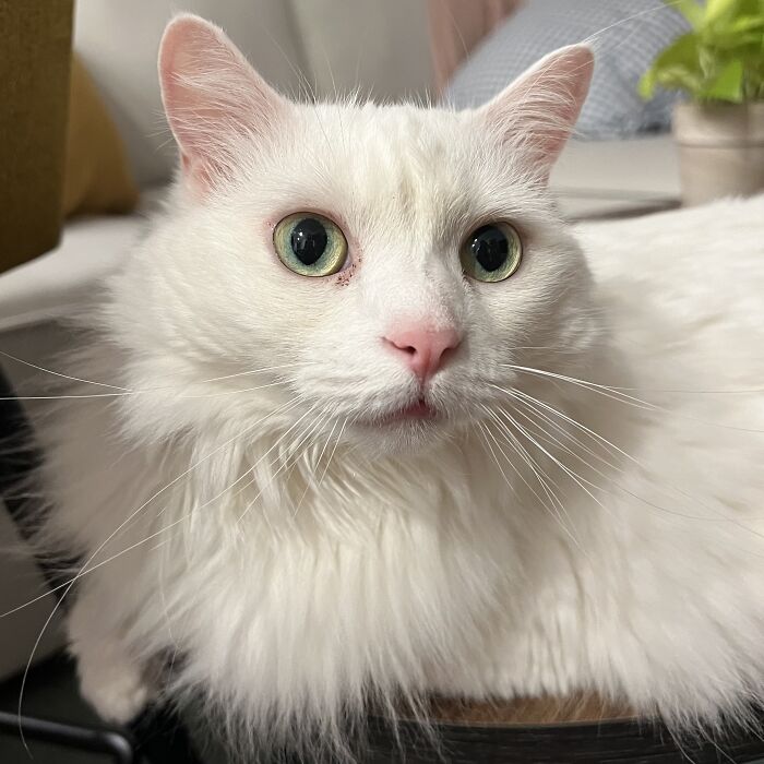 This Traveler Lives In Other People’s Homes By Cat-Sitting Their Cats, And The New Photos Are Adorable (68 New Pics) This Traveler Lives In Other People’s Homes By Cat-Sitting Their Cats, And The New Photos Are Adorable (68 New Pics)