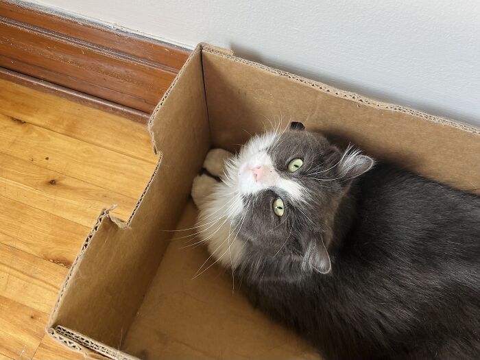 This Traveler Lives In Other People’s Homes By Cat-Sitting Their Cats, And The New Photos Are Adorable (68 New Pics) This Traveler Lives In Other People’s Homes By Cat-Sitting Their Cats, And The New Photos Are Adorable (68 New Pics)