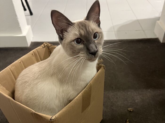 This Traveler Lives In Other People’s Homes By Cat-Sitting Their Cats, And The New Photos Are Adorable (68 New Pics) This Traveler Lives In Other People’s Homes By Cat-Sitting Their Cats, And The New Photos Are Adorable (68 New Pics)