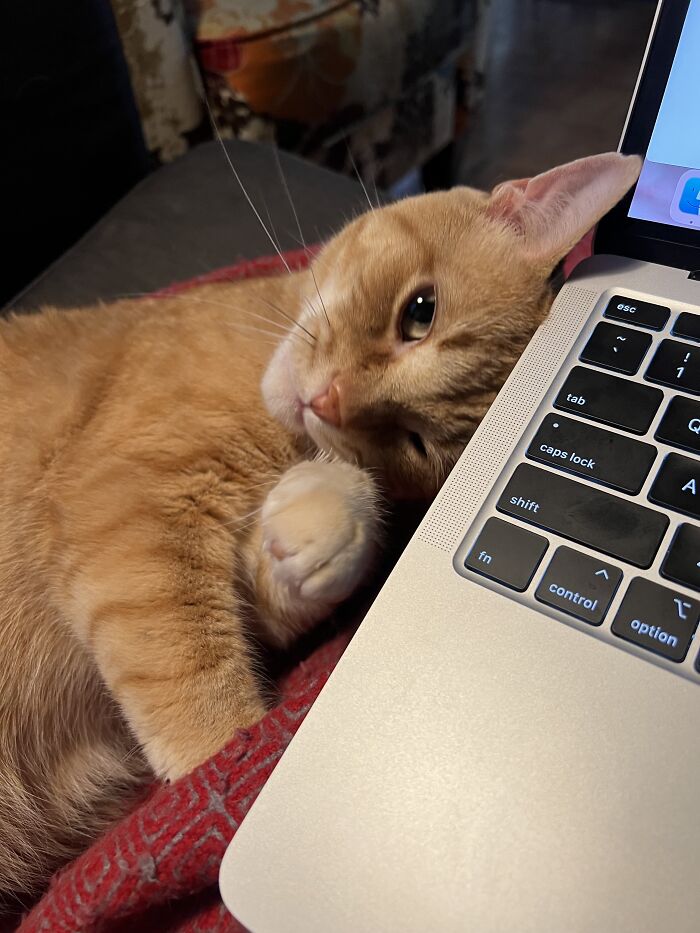 This Traveler Lives In Other People’s Homes By Cat-Sitting Their Cats, And The New Photos Are Adorable (68 New Pics) This Traveler Lives In Other People’s Homes By Cat-Sitting Their Cats, And The New Photos Are Adorable (68 New Pics)