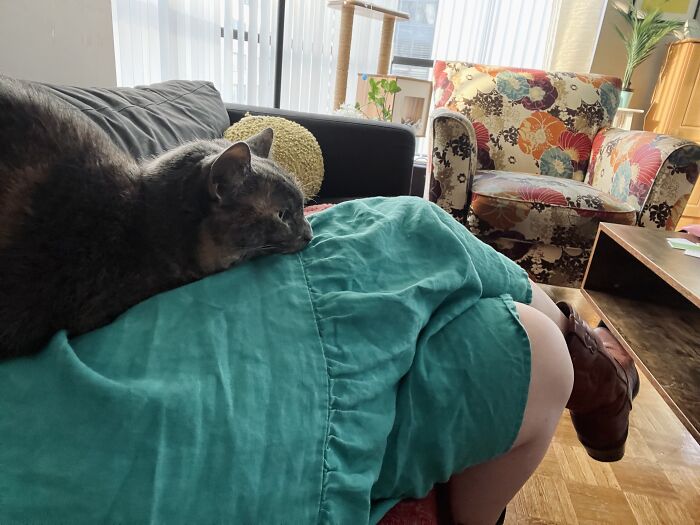 This Traveler Lives In Other People’s Homes By Cat-Sitting Their Cats, And The New Photos Are Adorable (68 New Pics) This Traveler Lives In Other People’s Homes By Cat-Sitting Their Cats, And The New Photos Are Adorable (68 New Pics)