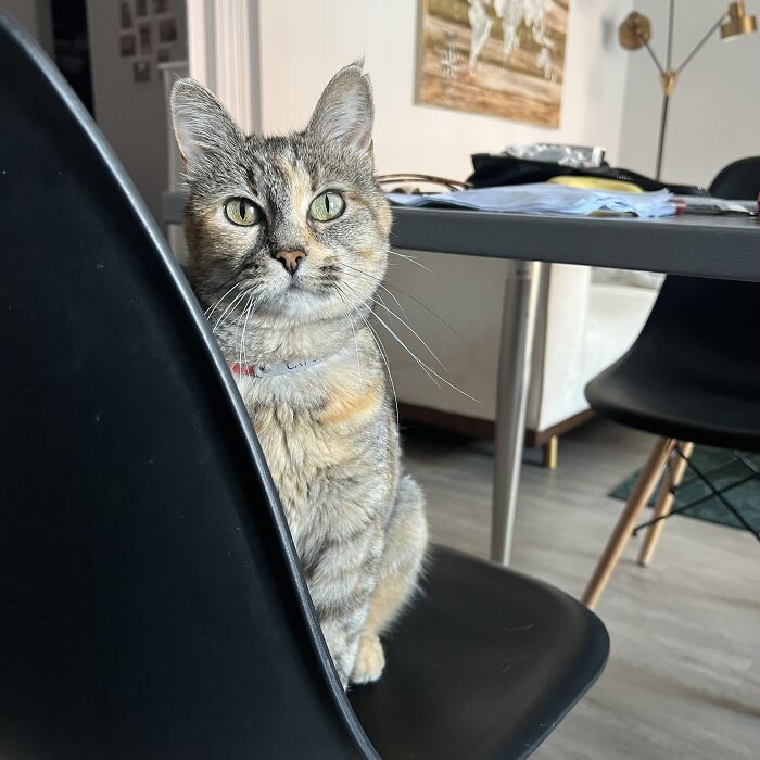 This Traveler Lives In Other People’s Homes By Cat-Sitting Their Cats, And The New Photos Are Adorable (68 New Pics) This Traveler Lives In Other People’s Homes By Cat-Sitting Their Cats, And The New Photos Are Adorable (68 New Pics)