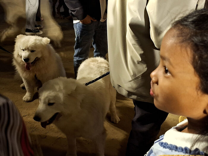 I Visited Paw Carnival And Captured 16 Heartwarming Moments I Visited Paw Carnival And Captured 16 Heartwarming Moments