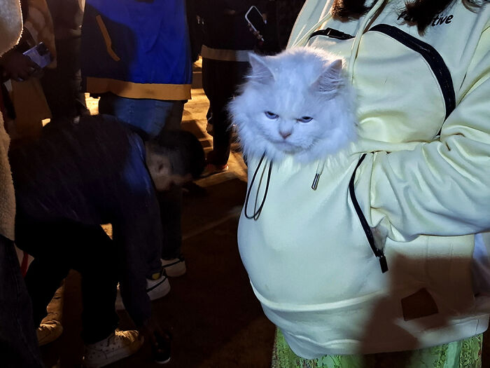 I Visited Paw Carnival And Captured 16 Heartwarming Moments I Visited Paw Carnival And Captured 16 Heartwarming Moments