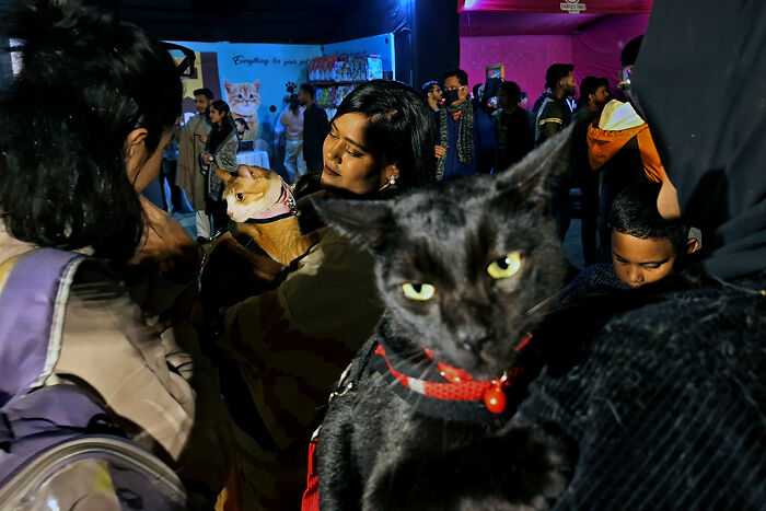 I Visited Paw Carnival And Captured 16 Heartwarming Moments I Visited Paw Carnival And Captured 16 Heartwarming Moments