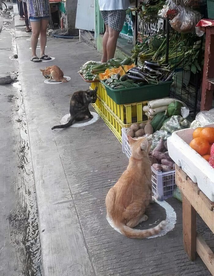 44 Hilariously Unhinged Photos That Summarize The Peak Of Covid Lockdown Madness