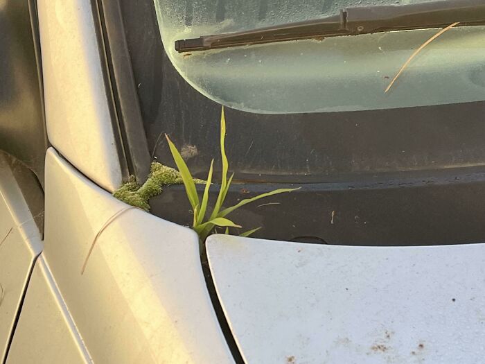 44 Hilariously Unhinged Photos That Summarize The Peak Of Covid Lockdown Madness