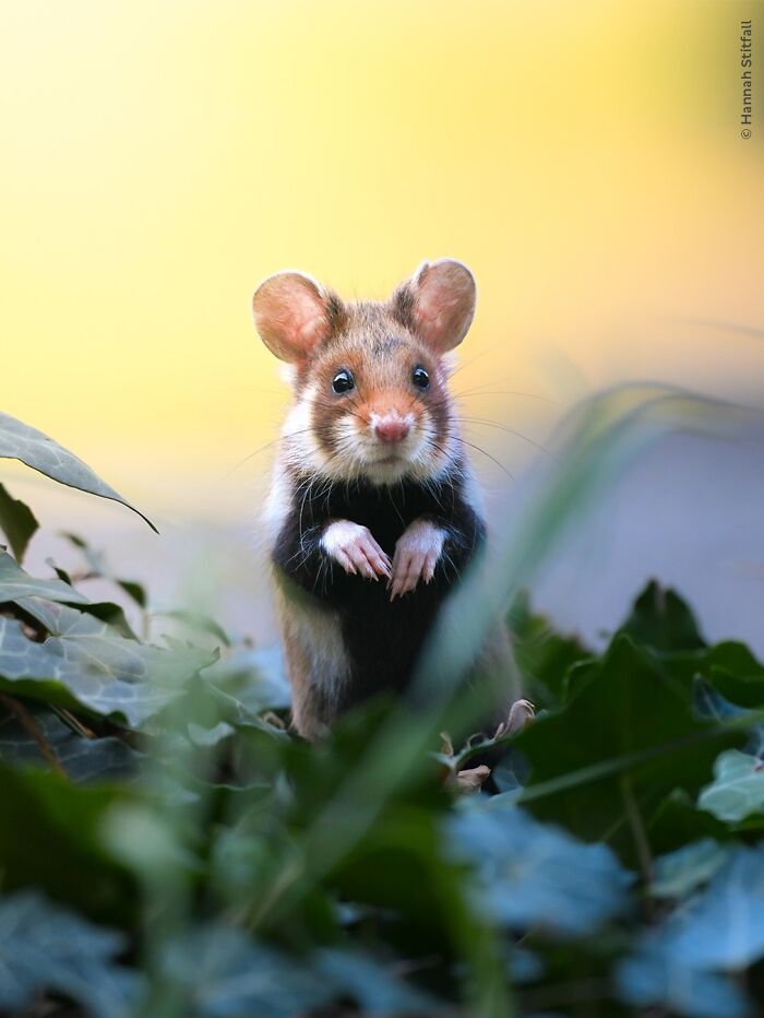 50 Stunning Photos From The Wildlife Photographer Of The Year People’s Choice Award 50 Stunning Photos From The Wildlife Photographer Of The Year People’s Choice Award