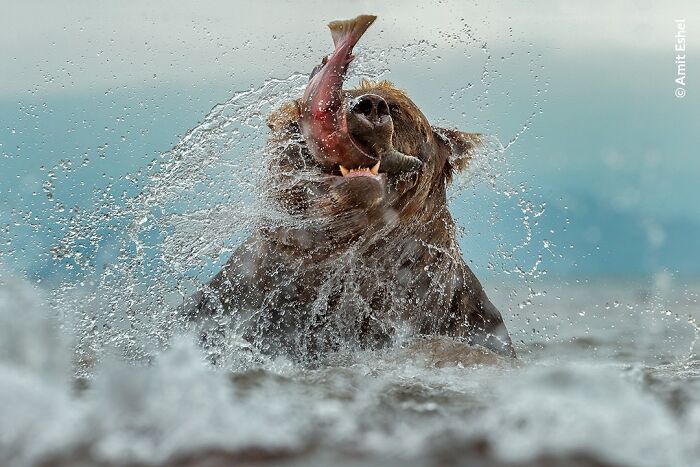 50 Stunning Photos From The Wildlife Photographer Of The Year People’s Choice Award 50 Stunning Photos From The Wildlife Photographer Of The Year People’s Choice Award