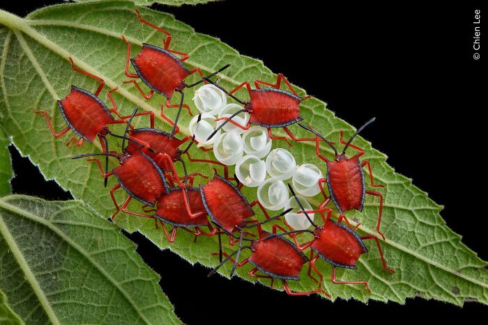 50 Stunning Photos From The Wildlife Photographer Of The Year People’s Choice Award 50 Stunning Photos From The Wildlife Photographer Of The Year People’s Choice Award