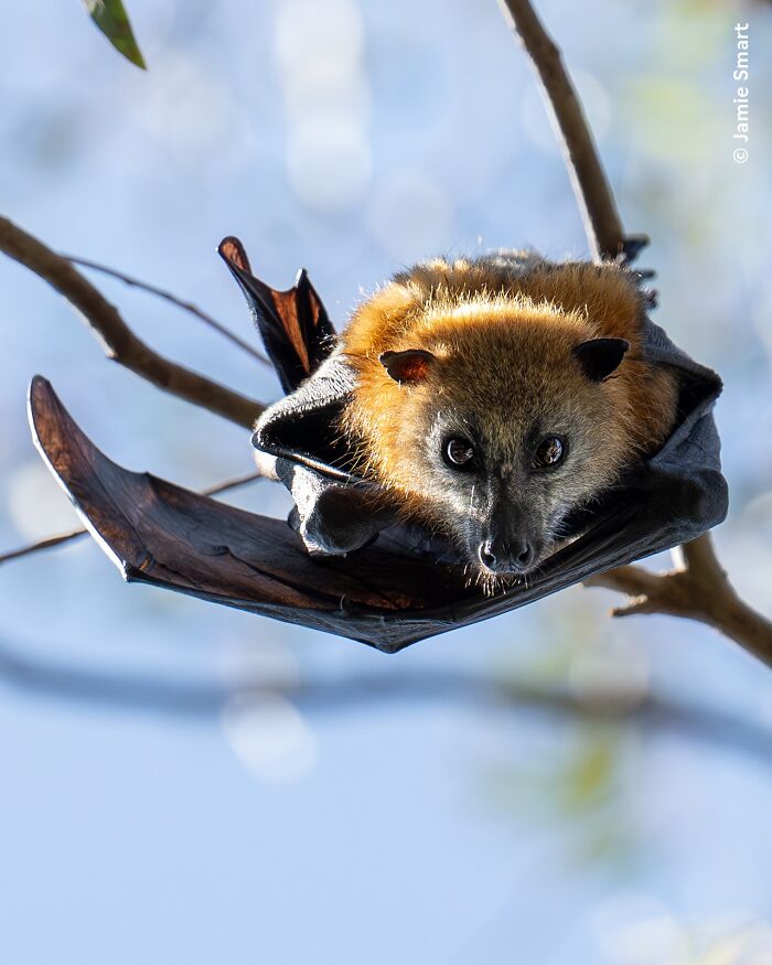 50 Stunning Photos From The Wildlife Photographer Of The Year People’s Choice Award 50 Stunning Photos From The Wildlife Photographer Of The Year People’s Choice Award