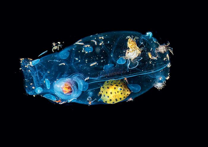 These Stunning Photos From The 2025 National Wildlife Photo Contest Celebrate Nature At Its Most Powerful (22 Pics)