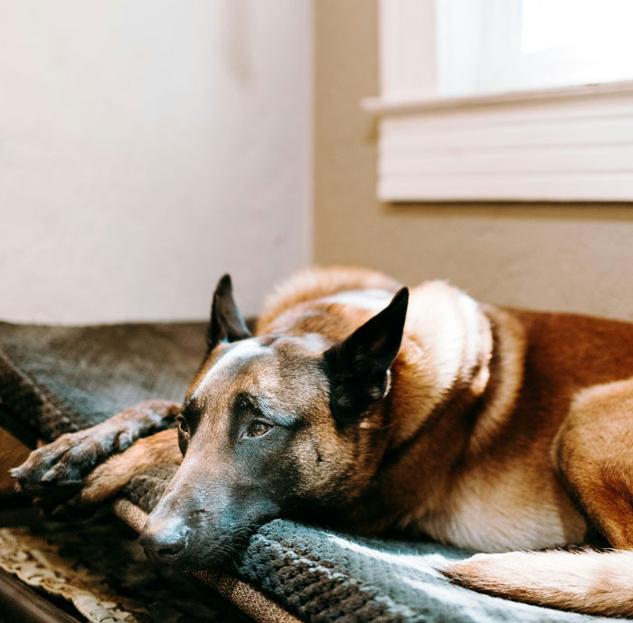 33 “I Can’t Believe I Had To Pay For This” Vet Stories