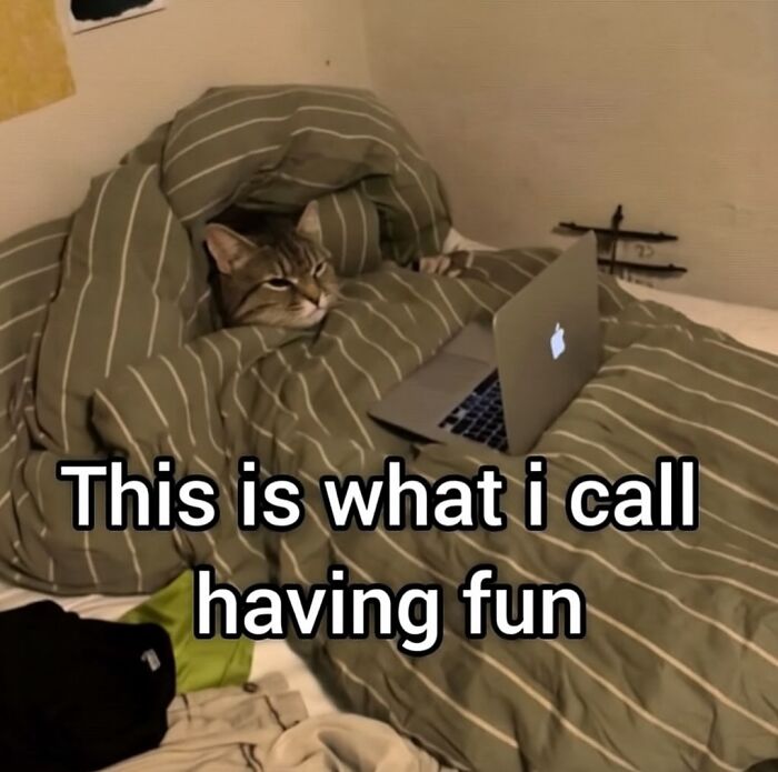 85 Cat Memes From &ldquo;Cutecats.exe&rdquo; That Might Be Exactly What You Need Today