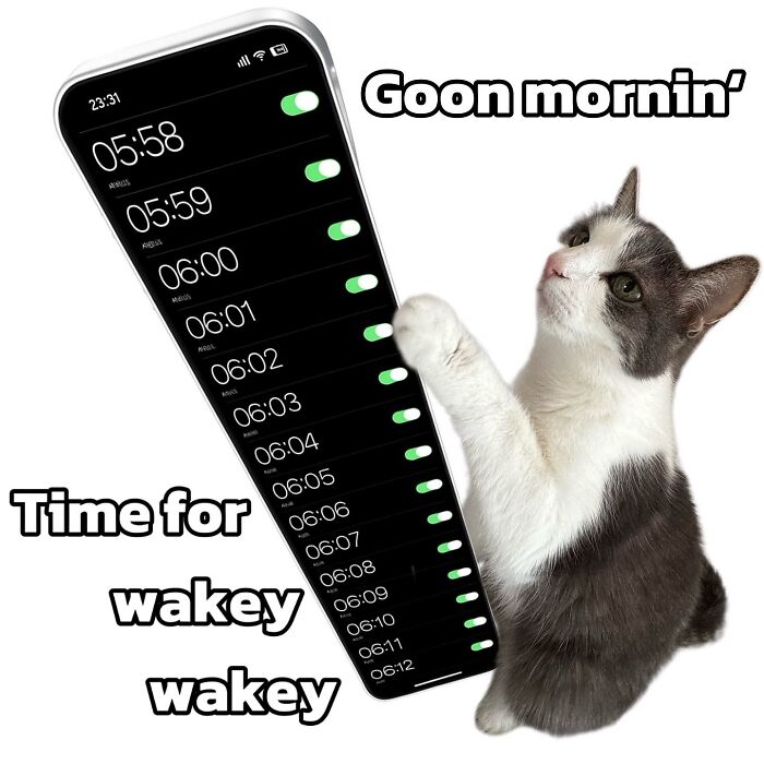 85 Cat Memes From &ldquo;Cutecats.exe&rdquo; That Might Be Exactly What You Need Today