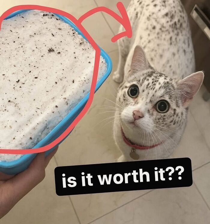 85 Cat Memes From &ldquo;Cutecats.exe&rdquo; That Might Be Exactly What You Need Today