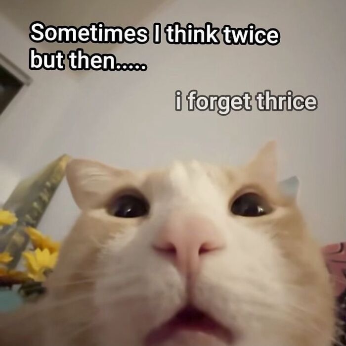 85 Cat Memes From &ldquo;Cutecats.exe&rdquo; That Might Be Exactly What You Need Today