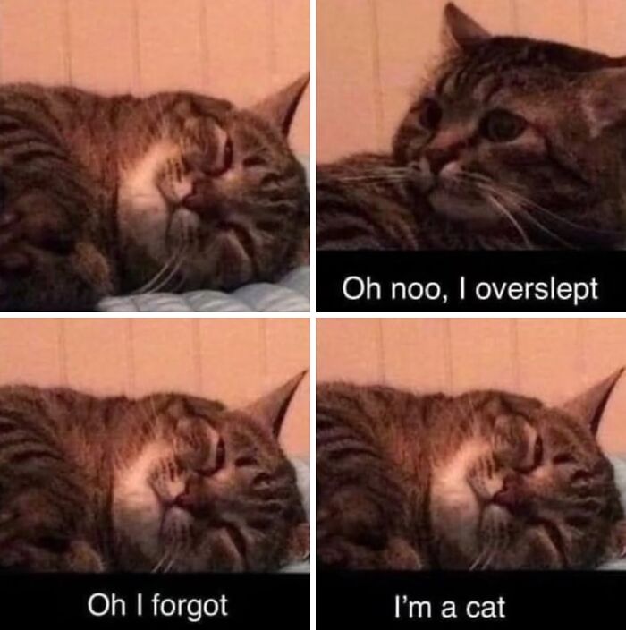 85 Cat Memes From &ldquo;Cutecats.exe&rdquo; That Might Be Exactly What You Need Today