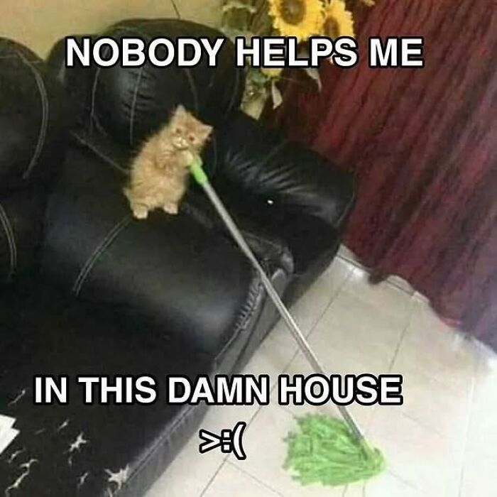 85 Cat Memes From &ldquo;Cutecats.exe&rdquo; That Might Be Exactly What You Need Today