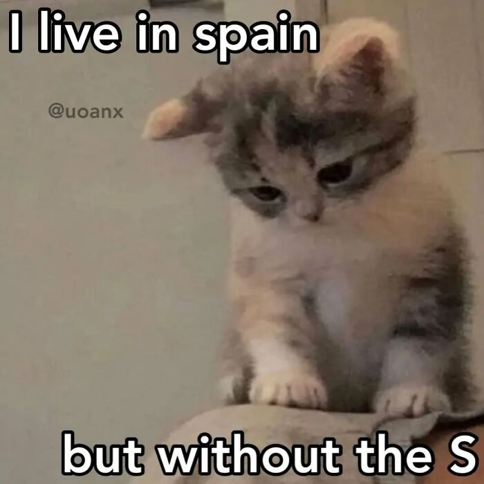 85 Cat Memes From &ldquo;Cutecats.exe&rdquo; That Might Be Exactly What You Need Today