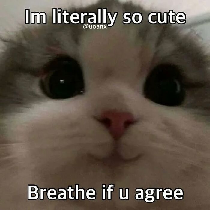 85 Cat Memes From &ldquo;Cutecats.exe&rdquo; That Might Be Exactly What You Need Today