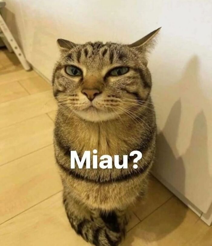 85 Cat Memes From &ldquo;Cutecats.exe&rdquo; That Might Be Exactly What You Need Today