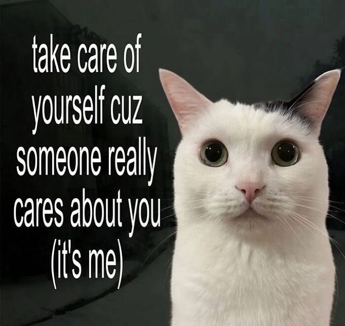 85 Cat Memes From &ldquo;Cutecats.exe&rdquo; That Might Be Exactly What You Need Today