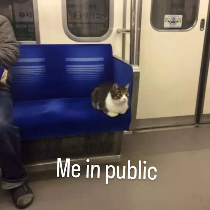 85 Cat Memes From &ldquo;Cutecats.exe&rdquo; That Might Be Exactly What You Need Today