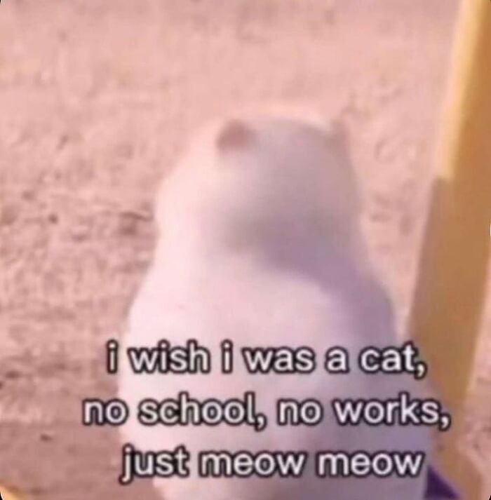 85 Cat Memes From &ldquo;Cutecats.exe&rdquo; That Might Be Exactly What You Need Today