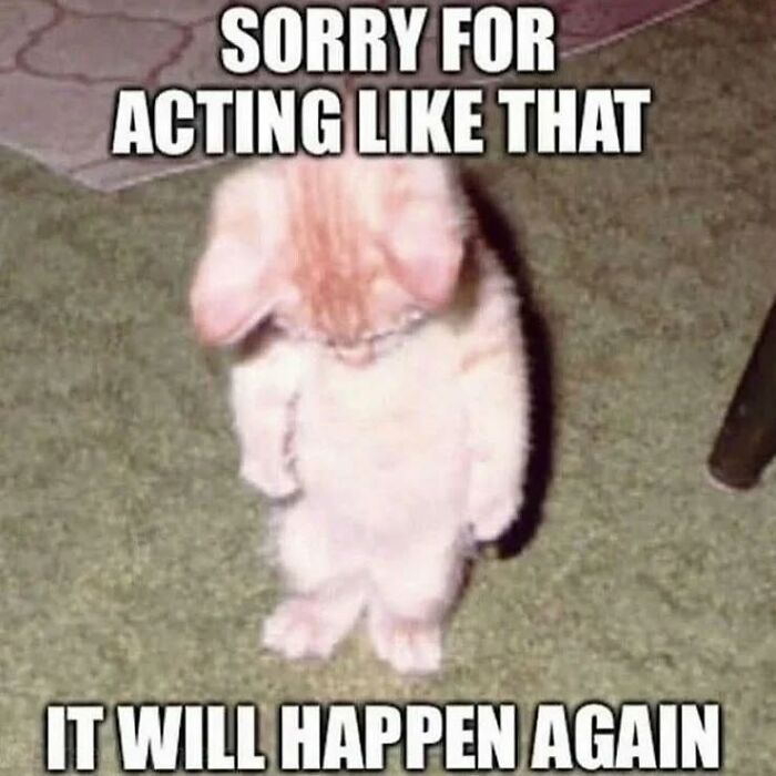 85 Cat Memes From &ldquo;Cutecats.exe&rdquo; That Might Be Exactly What You Need Today