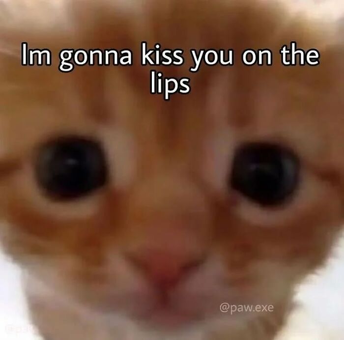 85 Cat Memes From &ldquo;Cutecats.exe&rdquo; That Might Be Exactly What You Need Today