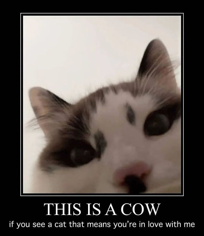 85 Cat Memes From &ldquo;Cutecats.exe&rdquo; That Might Be Exactly What You Need Today