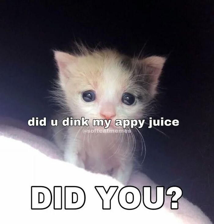 85 Cat Memes From &ldquo;Cutecats.exe&rdquo; That Might Be Exactly What You Need Today