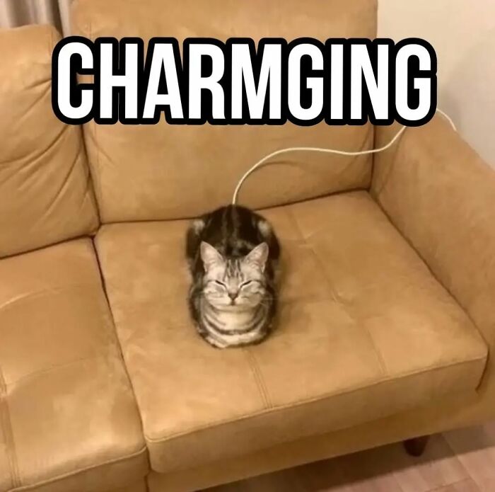 85 Cat Memes From &ldquo;Cutecats.exe&rdquo; That Might Be Exactly What You Need Today