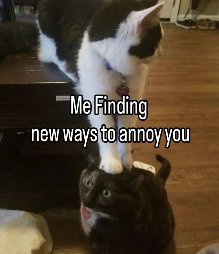 85 Cat Memes From &ldquo;Cutecats.exe&rdquo; That Might Be Exactly What You Need Today