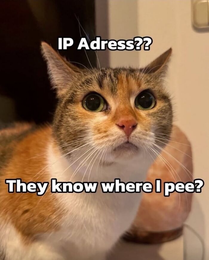 85 Cat Memes From &ldquo;Cutecats.exe&rdquo; That Might Be Exactly What You Need Today