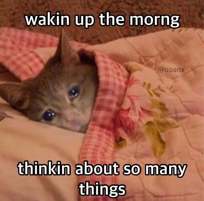 85 Cat Memes From &ldquo;Cutecats.exe&rdquo; That Might Be Exactly What You Need Today