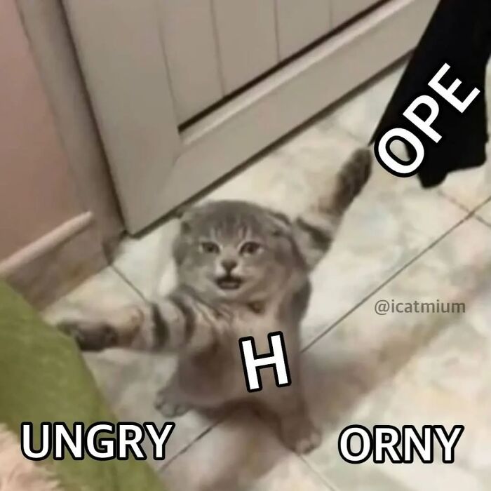 85 Cat Memes From &ldquo;Cutecats.exe&rdquo; That Might Be Exactly What You Need Today