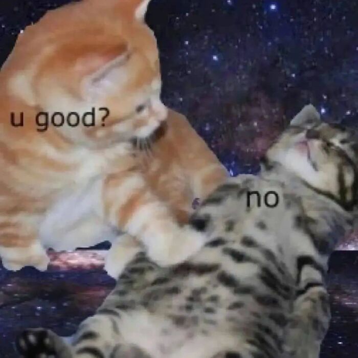 85 Cat Memes From &ldquo;Cutecats.exe&rdquo; That Might Be Exactly What You Need Today