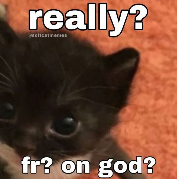 85 Cat Memes From &ldquo;Cutecats.exe&rdquo; That Might Be Exactly What You Need Today