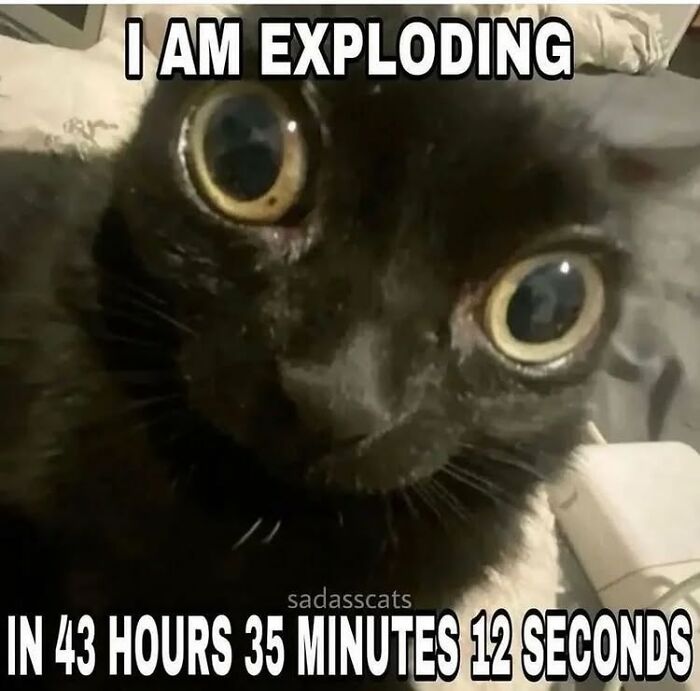 85 Cat Memes From &ldquo;Cutecats.exe&rdquo; That Might Be Exactly What You Need Today