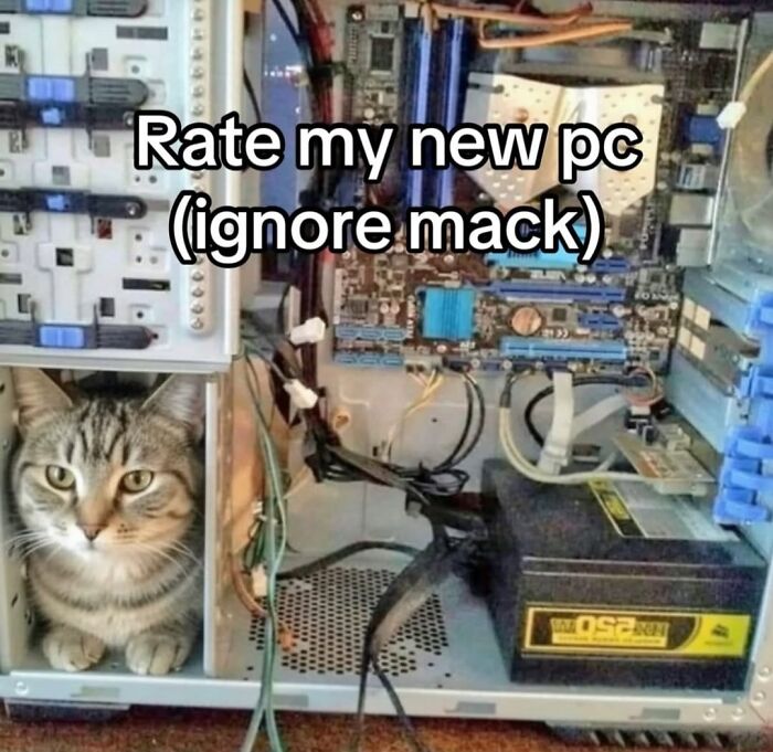 85 Cat Memes From &ldquo;Cutecats.exe&rdquo; That Might Be Exactly What You Need Today