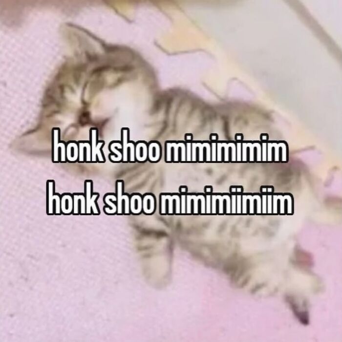 85 Cat Memes From &ldquo;Cutecats.exe&rdquo; That Might Be Exactly What You Need Today