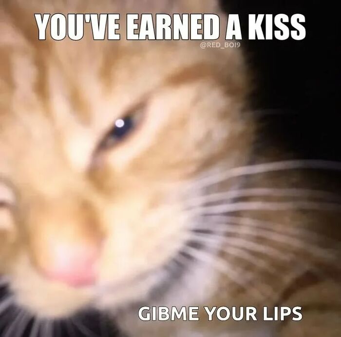 85 Cat Memes From &ldquo;Cutecats.exe&rdquo; That Might Be Exactly What You Need Today
