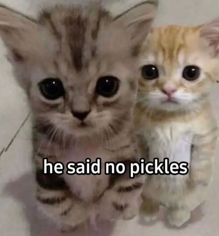 85 Cat Memes From &ldquo;Cutecats.exe&rdquo; That Might Be Exactly What You Need Today