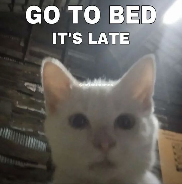 85 Cat Memes From &ldquo;Cutecats.exe&rdquo; That Might Be Exactly What You Need Today